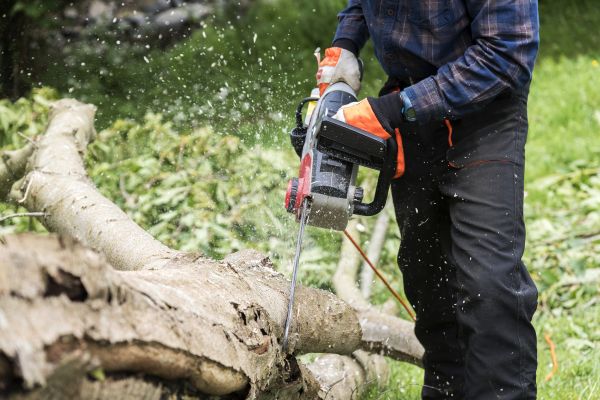 Branch Removal Service in Nampa