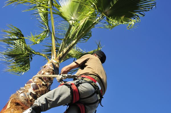 Palm Tree Trimming in Nampa