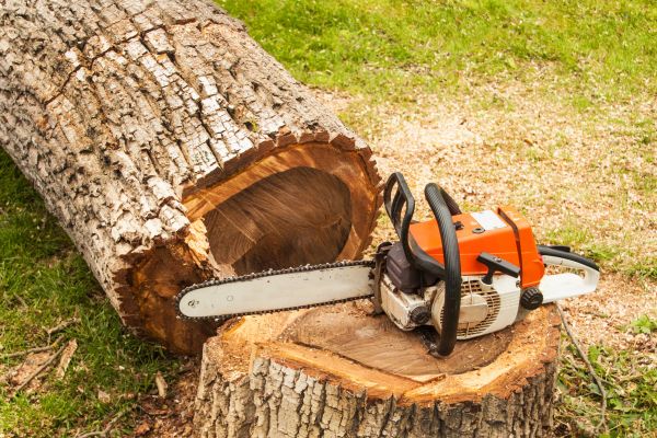 Tree Cutting Service in Nampa
