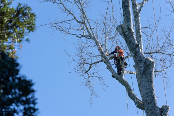 Tree Topping Service in Nampa