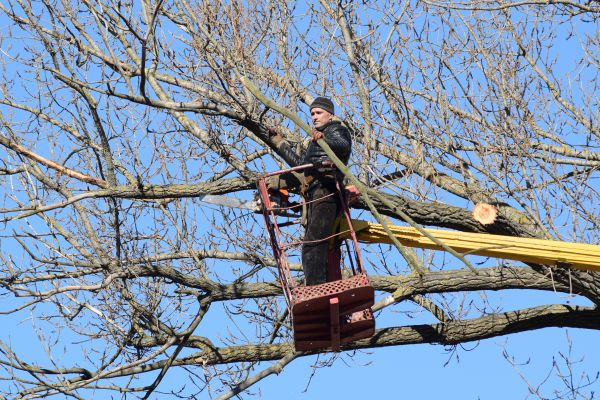 Emergency Tree Trimming in Nampa