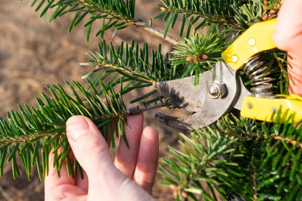 Pine Tree Pruning in Nampa