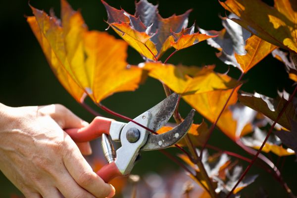 Maple Tree Pruning in Nampa