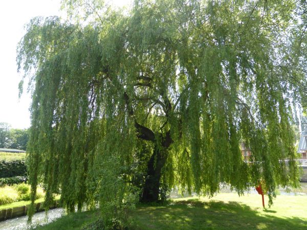 Willow Tree Trimming in Nampa