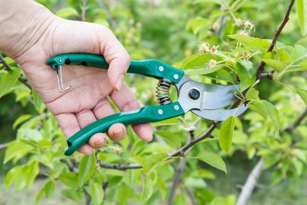 Pear Tree Pruning in Nampa