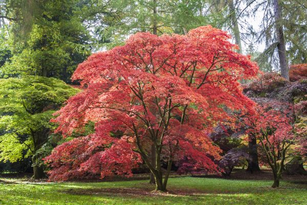 Japanese Maple Pruning in Nampa