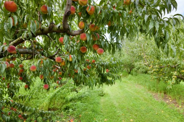 Peach Tree Pruning in Nampa