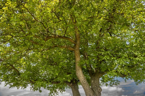 Walnut Tree Trimming in Nampa
