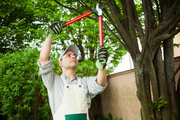 Tree Limb Pruning in Nampa