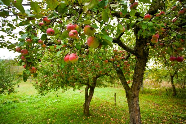 Apple Tree Pruning in Nampa