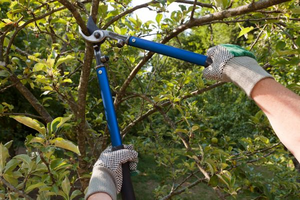 Residential Tree Pruning in Nampa
