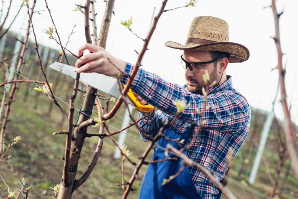 Orchard Tree Pruning in Nampa