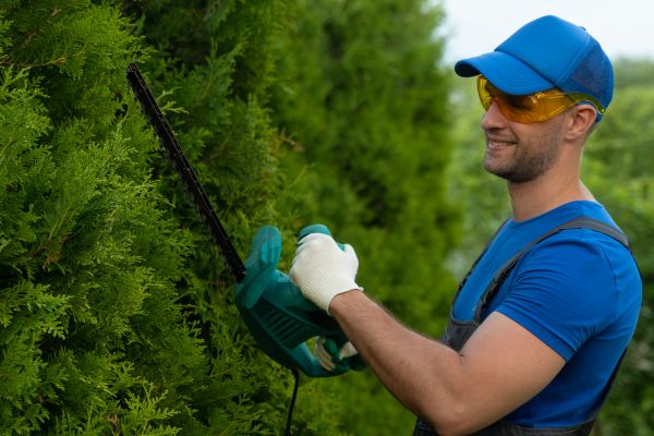 Tree Shaping Service in Nampa