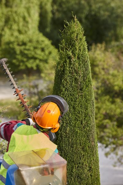 Cypress Tree Trimming in Nampa