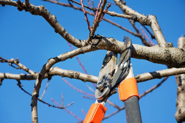 Elm Tree Pruning in Nampa