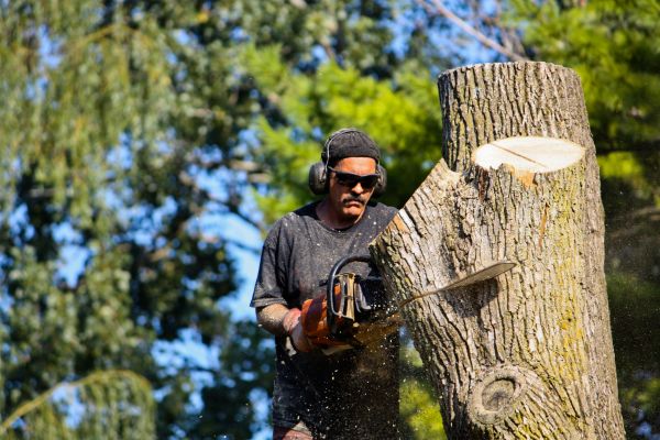 Ash Tree Pruning in Nampa