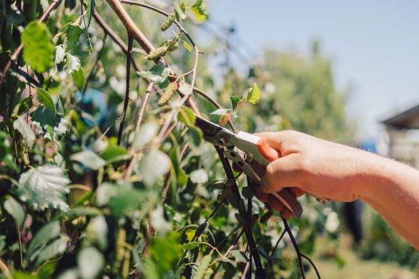 Birch Tree Pruning in Nampa