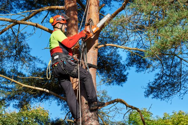 Canopy Pruning in Nampa