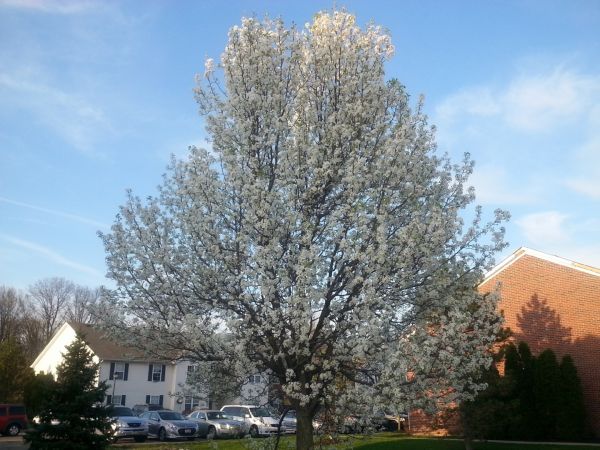 Bradford Pear Tree Pruning in Nampa