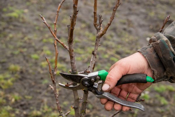 Pear Trees Pruning in Nampa