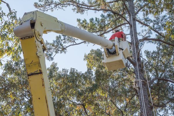 Limbs Trimming in Nampa