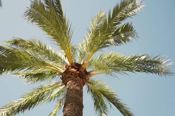 Queen Palm Pruning in Nampa