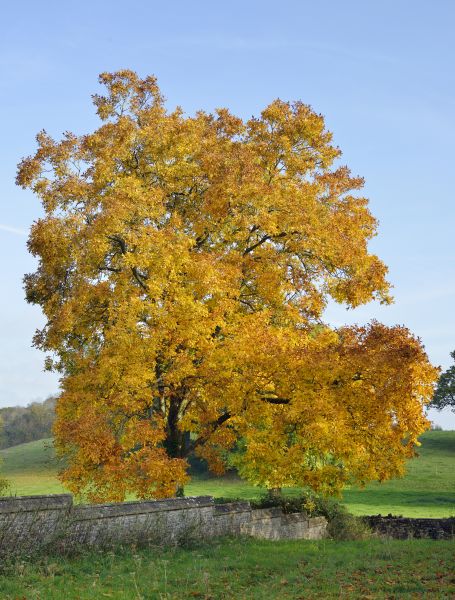 Hickory Tree Trimming in Nampa