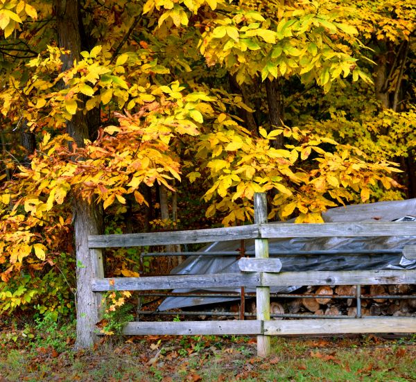 Hickory Tree Pruning in Nampa