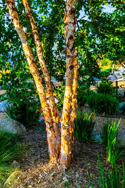 River Birch Trimming in Nampa