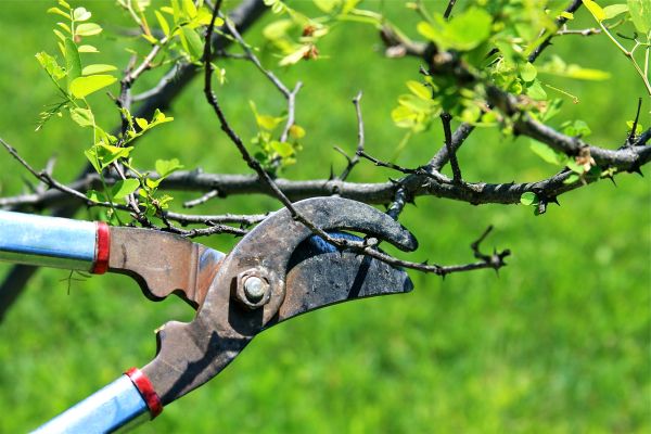 Branches Pruning in Nampa