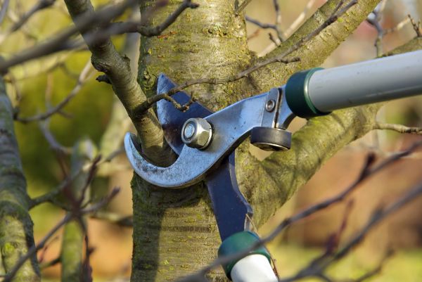 Tree Limb Trimming Service in Nampa