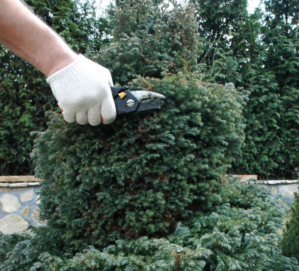 Ornamental Tree Trimming in Nampa