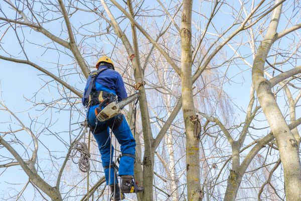 Large Tree Trimming in Nampa