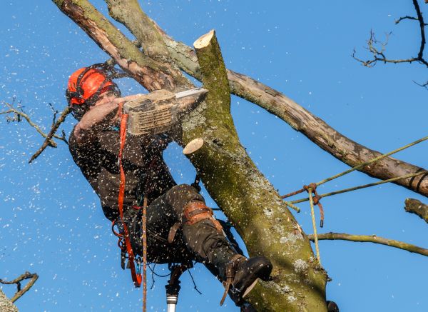 Tree Trimming Service in Nampa