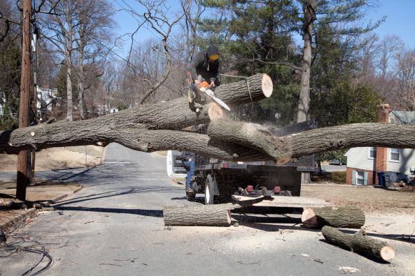Residential Tree Removal