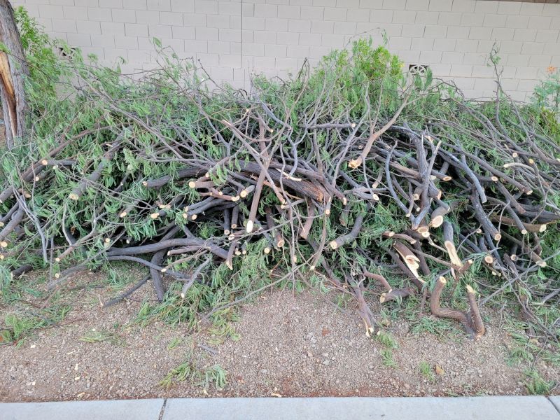 Hickory Tree Trimming