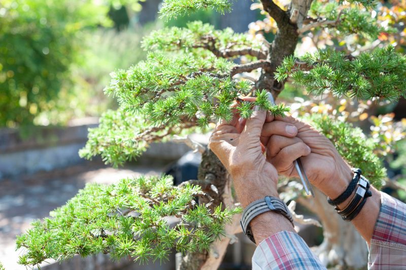 Japanese Maple Pruning