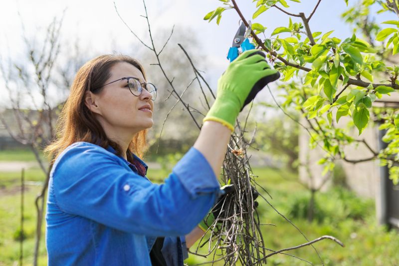Peach Tree Pruning
