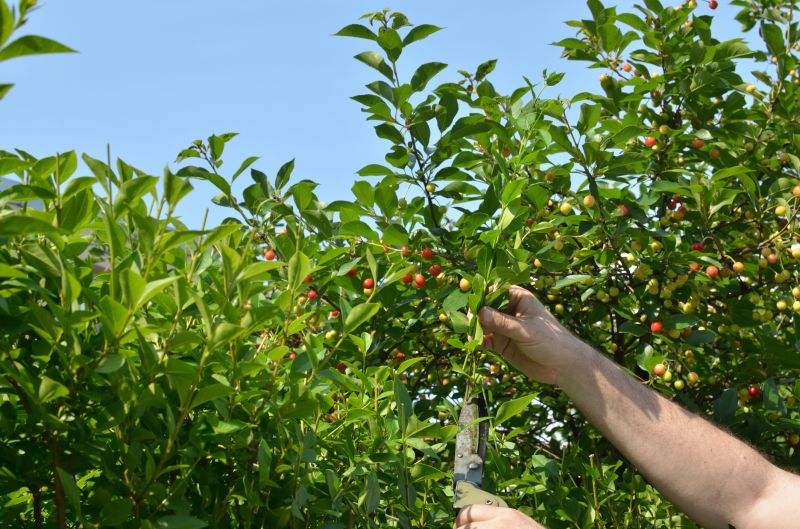 Fruit Tree Trimming