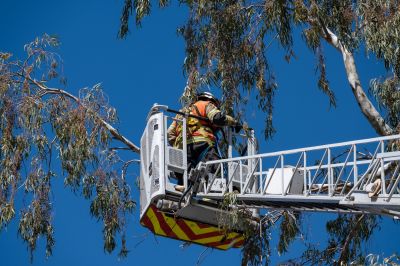 Safe Tree Access Equipment in Use