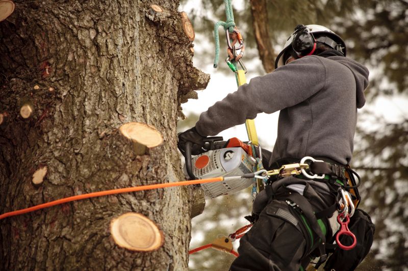 Tree Pruning in Action